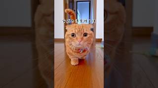 脅威の得意技を持つ短足猫がかわいい