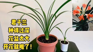 君子兰种得过深，花盆太大，开花就难了The Clivia plants too deep and pot is too big, so it will be difficult to bloom