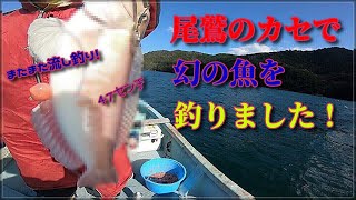 尾鷲で流し釣りをすると　幻の高級魚が釣れました！！