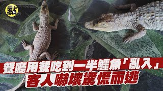 【點新聞】 餐廳用餐吃到一半鱷魚「亂入」客人嚇壞驚慌逃