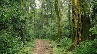 Saving Kakamega Forest: National government partners with counties to fence the big forest