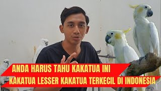 KAKATUA LESSER KAKATUA JAMBUL KUNING TERKECIL DI INDONESIA ⁉️ #Kakatuasertifikat #kakatua