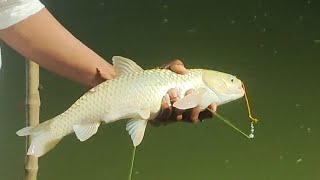 Caught a beautiful shiny fish under the flood lights | #nightfishing #taritofisherman