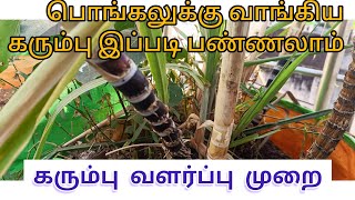 கரும்பு வளர்ப்பு முறை | How to grow sugarcane at home | பொங்கல் கரும்பை இப்படி பண்ணலாம்