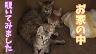 【子猫の成長記録】新しいお家でリラックスしている子猫を撮影しました(生後28日目)