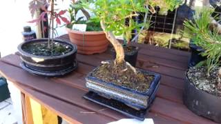 Bonsai collection july 2013 maple, larix, larch,