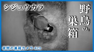 シジュウカラの巣箱 孵化 9日目 【Live 夜間の巣箱カメラ(4ch)】 Nest Box Camera 2021/05/29(日中)