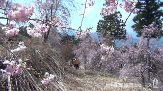 【おうちで花見】青空染めるピンク　かれんに　二千階段のシダレザクラ　藤岡