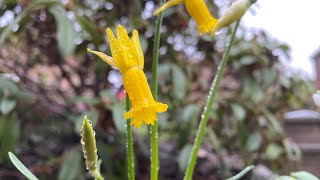 নতুন! প্রথমবার ড্যাফোডিল বীজ সংগ্রহ করা - এবং বাল্বের পরিবর্তে সেগুলি বপন করা!