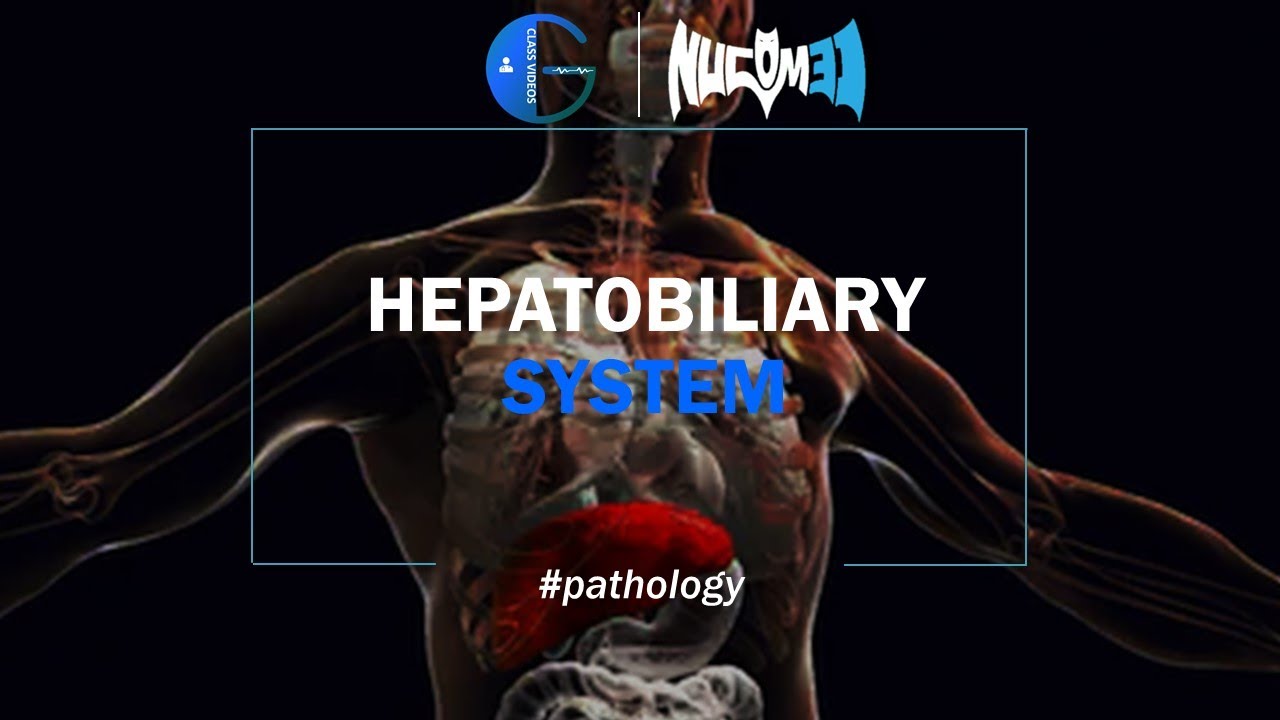 Hepatobiliary System | Lecture 2 | Dr.Ahmed | Voice Record - YouTube