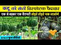 Kaddu ki kheti kaise karen | कद्दू की खेती संपूर्ण जानकारी | pumpkin farming | Advance Agriculture