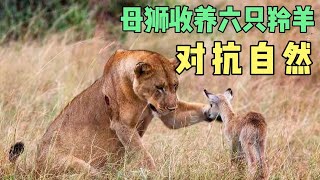 逆天改命：母獅收養六只小羚羊，擋住花豹卻被雄獅偷襲…