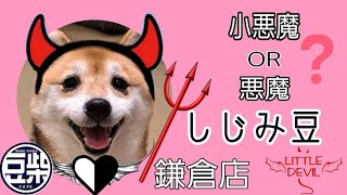 【豆柴】鎌倉店「小悪魔or悪魔？しじみ豆🐕」