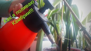 Как я поливаю камбрии???🌧️🌧️🌧️