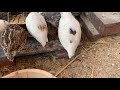 【今日のうずら】ウチのうずら紹介します『白うずらのチャンポ』【うずら飼育】