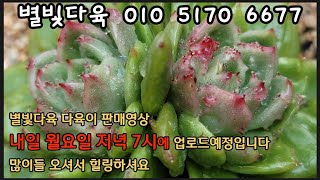 #다육이#별빛다육#명품다육#귀품다육#초초대박특가#Succulent#肉质植物🥰🥰내일 19일 월요일 저녁 7시에 판매영상 올려드릴께요 💕💕많이들 오셔서 힐링하셔요✨️✨️