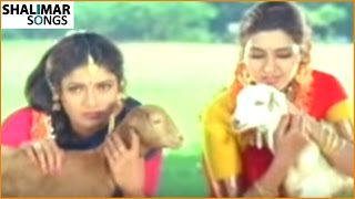 Nava Manmadhuda Video Song || Pelli Sandadi Movie ||    Srikanth,Srikanth, || Shalimar Songs