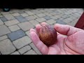 what is breba figs and is it good or bad