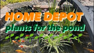 Home Depot Plants that thrive in the Pond 🌱