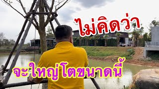 อาณาจักรแสงทองฟินแลนด์ เติบโตมากๆพี่น้อง พ่อวีสะออนหลาย‼️