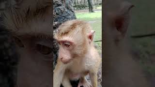 #viralvideo #babymonky #monkey #monkeymonny #monkeybaby #shortvideo