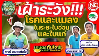 เฝ้าระวัง!!!โรคพืชและแมลงศัตรูพืชในระยะใบอ่อน-ใบแก่ | เกษตรทันใจ