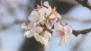 季節を勘違い？香川県各地でソメイヨシノなど桜が開花