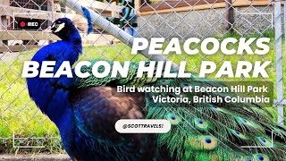 🦚 VICTORIA | Peacocks at Beacon Hill Park #peacock