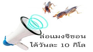 เสียงแมงจีซอน ของแท้ ได้วันละ10 กิโล