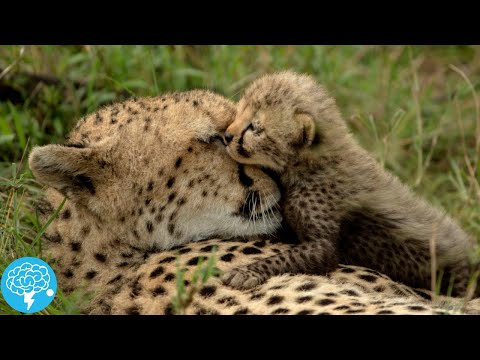 What mental disorders can animals have?
