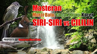 Masteran Murai Batu Favorit 2023 Tembakan Siri Siri Kecil Vs Cililin #masteranmuraibatu #cililin