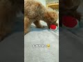 大きな口で楽しそうな犬が可愛いｗ【トイプードル】 dog 犬 shorts