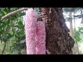 how to make কপৌ ফুল kopou phool 😍foxtail orchid of assam diy paper flower