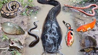 Petualangan menangkap ikan lele besar dalam lubang ada ikan hias, gurame, ikan gabus, belut