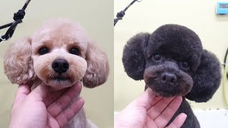 [추건우애견미용학원/Persuavis] 푸들 얼컷, Korea style face scissoring (Poodle)