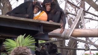 2016 Chimpanzee Halloween at kamine Zoo