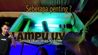 LAMPU UV AQUARIUM - Apakah Penting Buat ikan Mas koki ❓❓❓