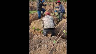 Ingenious idea of farmer planting grape farm