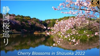 【桜】 静岡桜巡り　藤枝蓮華寺池公園 / 静岡駿府城公園   4K Shizuoka Cherry Blossoms 2022   Fujieda Rengeiji  /  Sunpu Park