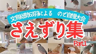 【文鳥63羽大集合！】さえずり\u0026鳴き声「のど自慢大会」