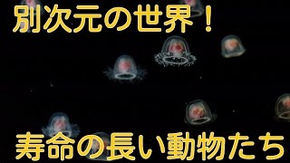 【脅威の寿命！】この世の寿命が長い動物ランキング TOP10【TOP5からTOP1】