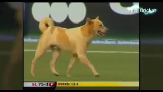 Animals attack on Cricket ground and Interruption of the Match