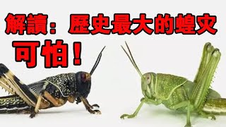 蝗虫的问题，比你想的更严重！解读：蝗虫群，与历史蝗灾的情况！