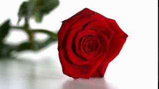 falling rose