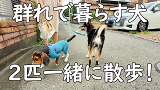 【柴犬】【ビーグル犬】【多頭飼いの生活】【散歩】散歩は誰の為に、何の為にする？2匹一緒に散歩をしてみた。