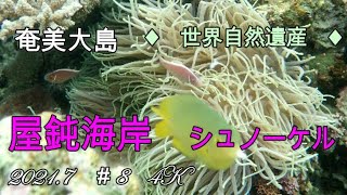 奄美はハナビラクマノミが多く生息しているようです。後半にミナミハタタテダイという魚と出会いました。