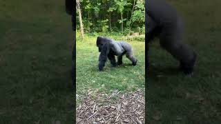 When a Gorilla Had Enough Of People taking pics - watch the Funniest Moment at The Zoo!