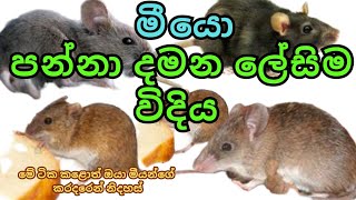 කරදරකාරී මීයන්  පලවාහරින පහසුම ක්‍රමය | miyan elawana krama | miyan sadaha beheth  | miyanta visadum