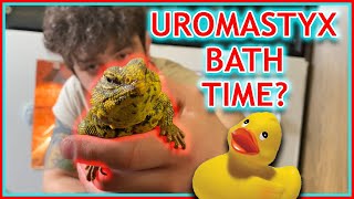 Do Uromastyx Need Water?? | UROMASTYX GETS A BATH!