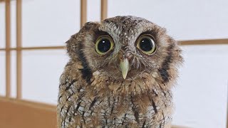 【仰天!?】フクロウが水浴びしたら別の鳥になった!? The owl in the bath became another bird!?